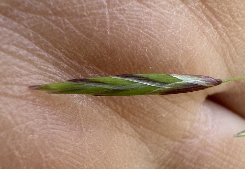 Geyer's Oniongrass photo 7