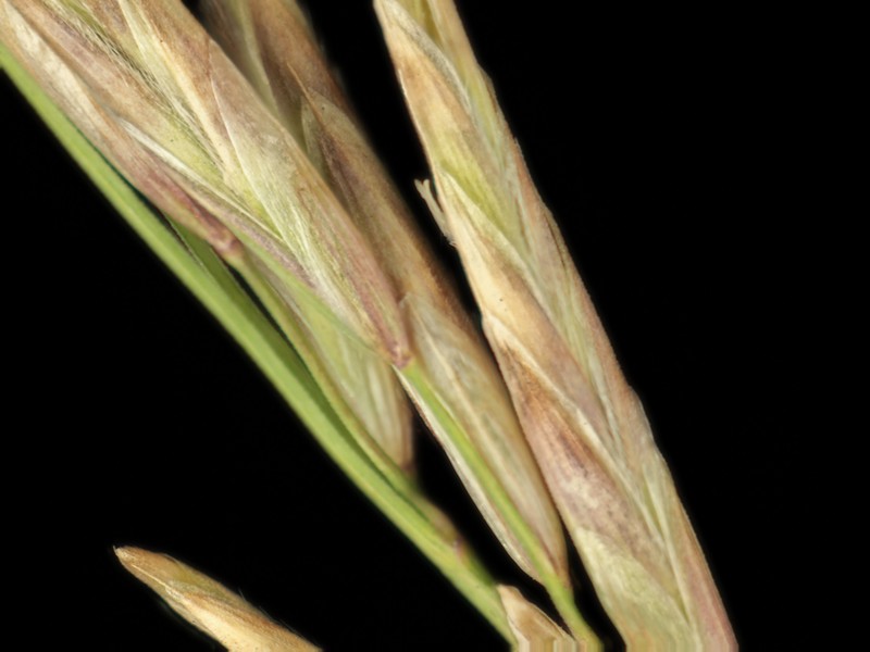 Harford's Oniongrass photo 4