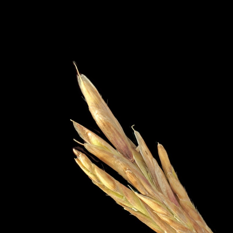 Harford's Oniongrass photo 5
