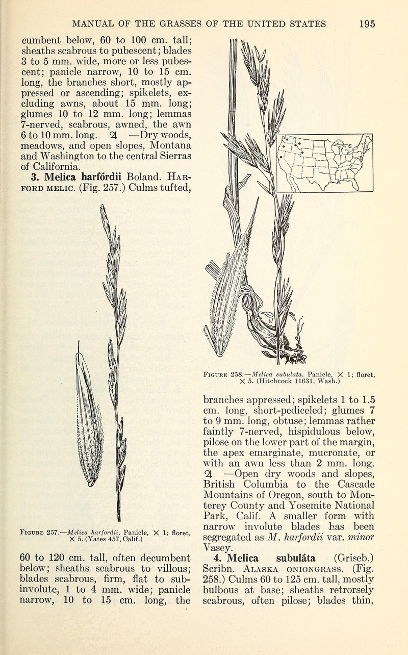 Harford's Oniongrass photo 6