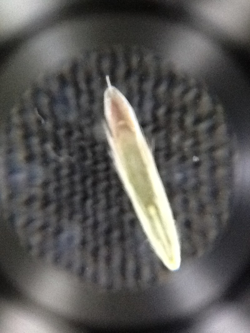 Harford's Oniongrass photo 2