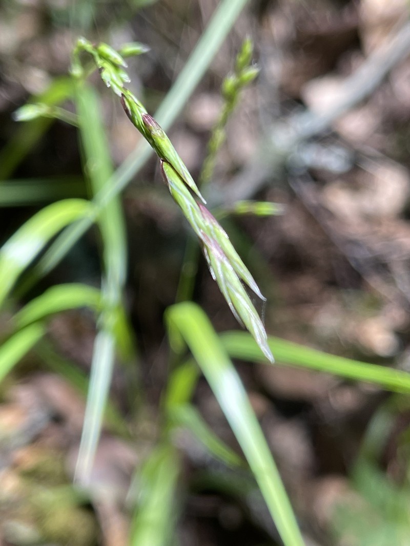 Harford's Oniongrass
