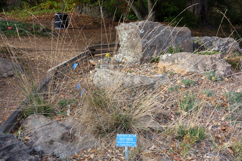 Harford's Oniongrass photo 3
