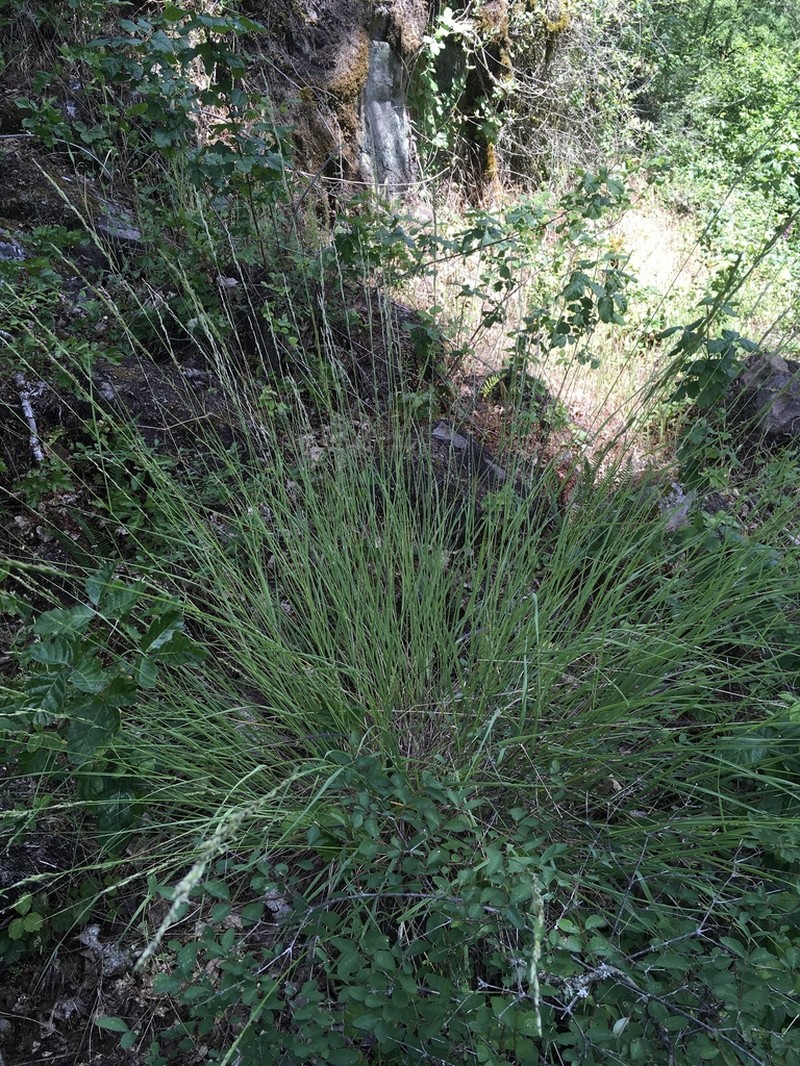 Harford's Oniongrass photo 3