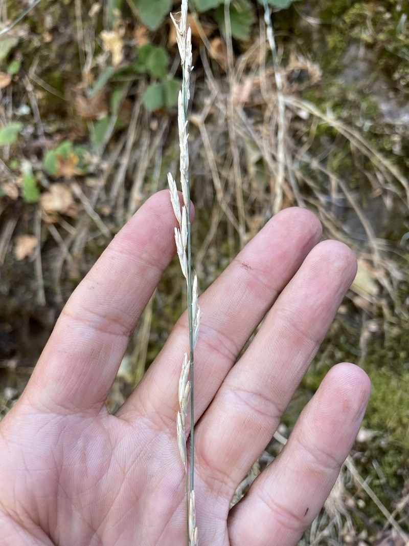 Harford's Oniongrass photo 4