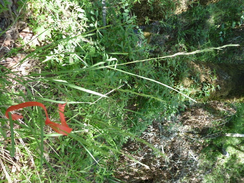 Harford's Oniongrass photo 6
