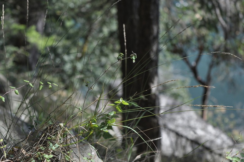 Harford's Oniongrass photo 7