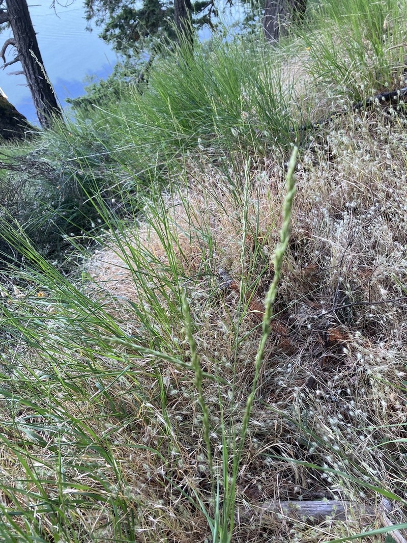 Harford's Oniongrass photo 8