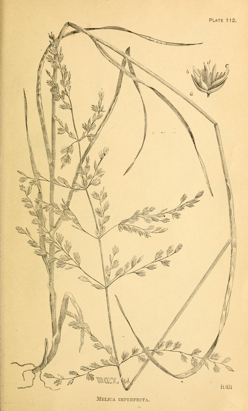 Smallflower Melicgrass photo 4