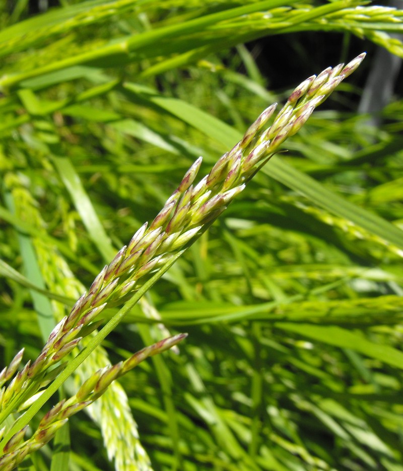 Smallflower Melicgrass