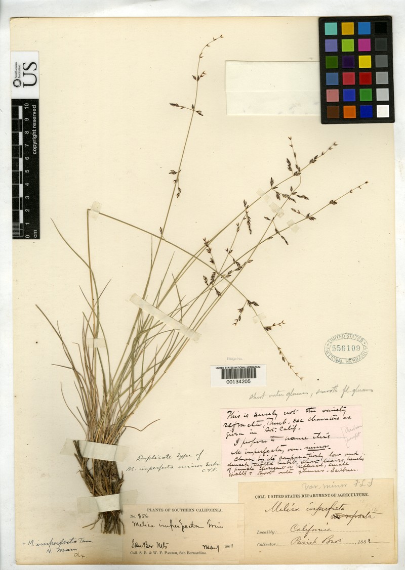 Smallflower Melicgrass photo 2