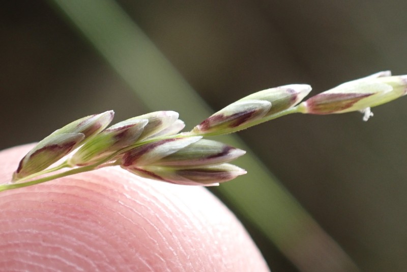 Smallflower Melicgrass photo 3