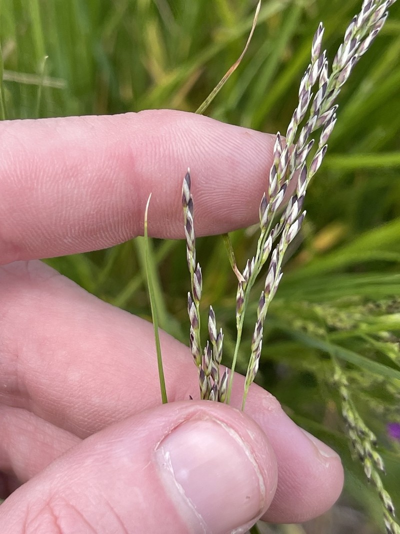 Smallflower Melicgrass photo 4