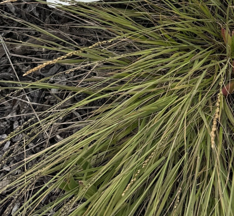 Smallflower Melicgrass photo 5