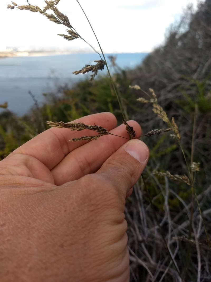 Smallflower Melicgrass photo 6