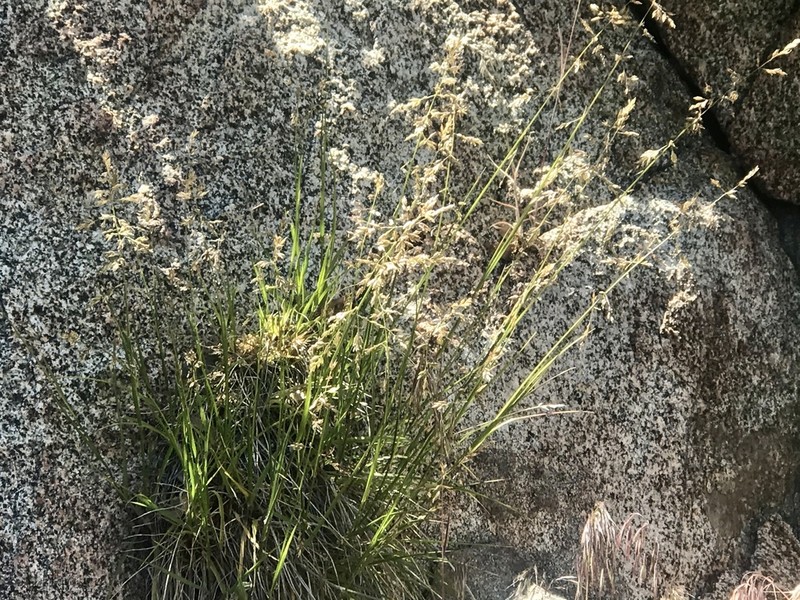 Smallflower Melicgrass photo 7