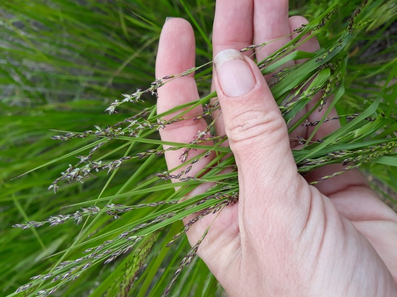 Smallflower Melicgrass photo 8