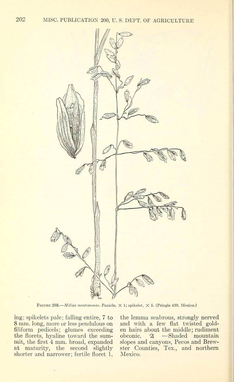 Montezuma Melicgrass