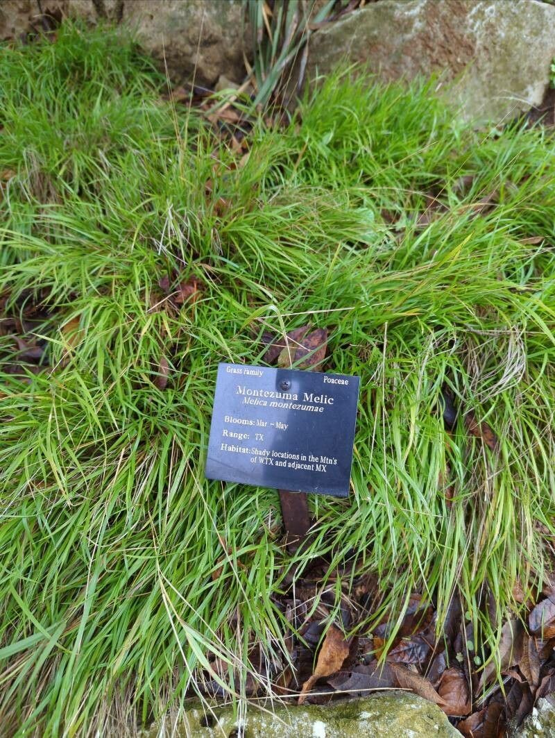 Montezuma Melicgrass