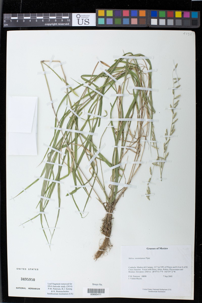 Montezuma Melicgrass photo 2
