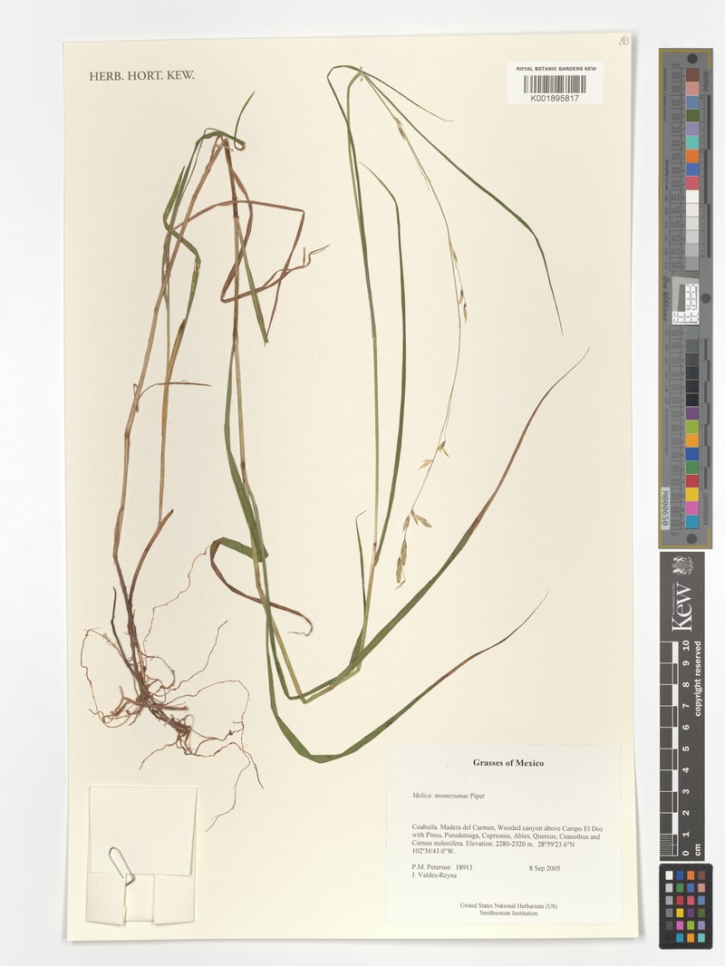 Montezuma Melicgrass photo 3