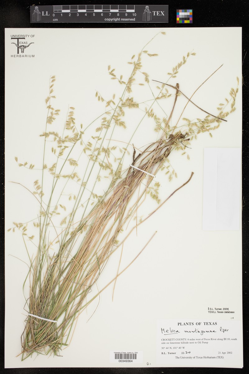 Montezuma Melicgrass photo 4