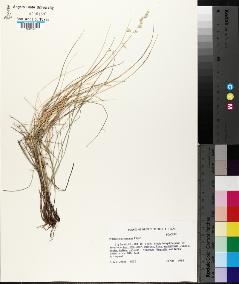 Montezuma Melicgrass photo 5