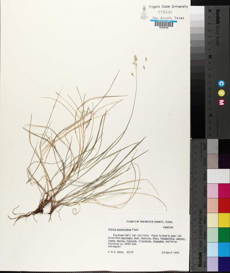 Montezuma Melicgrass photo 6