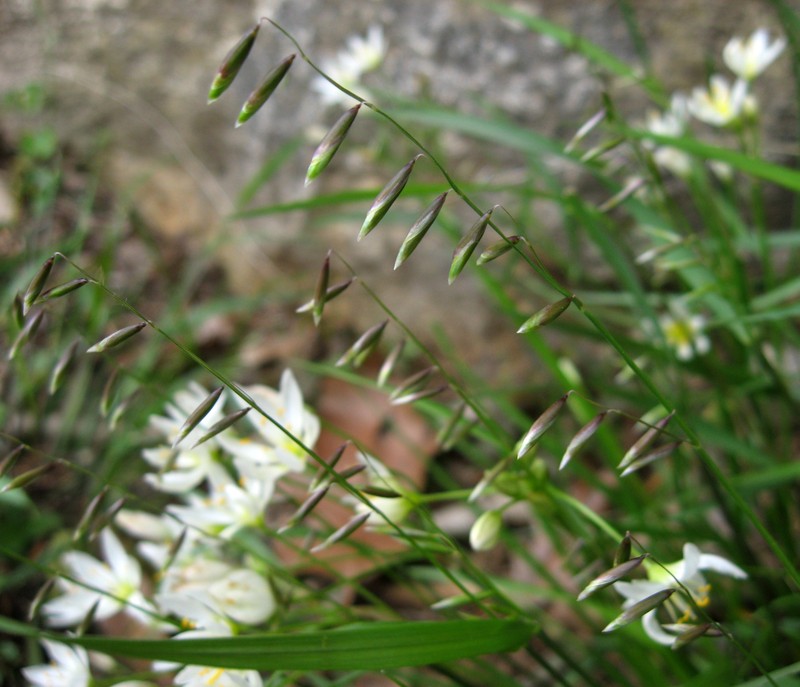Twoflower Melicgrass