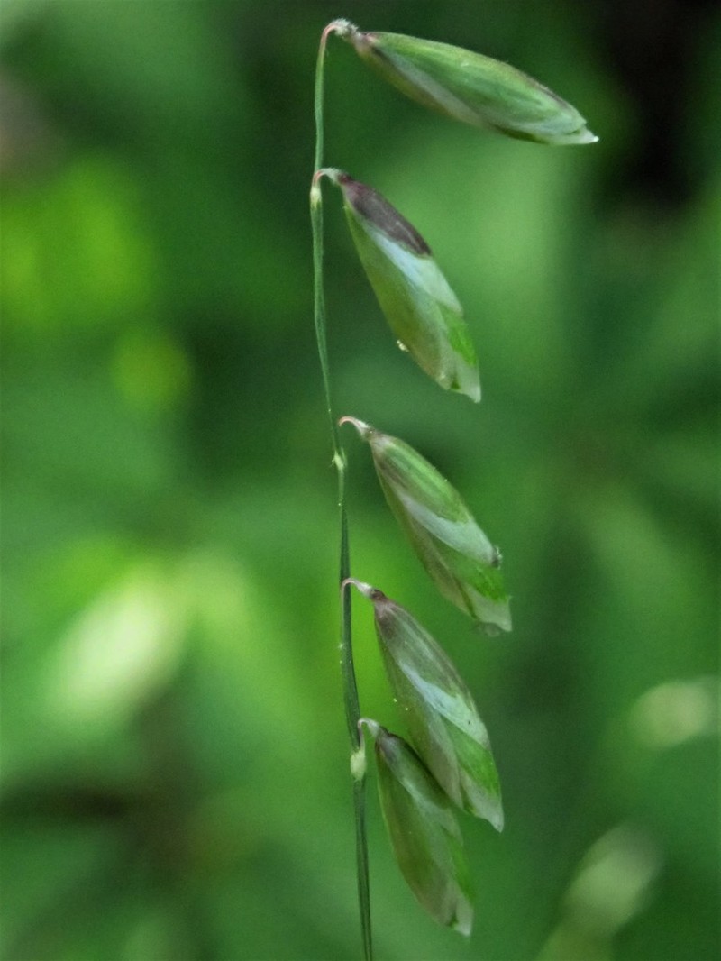 Twoflower Melicgrass photo 3
