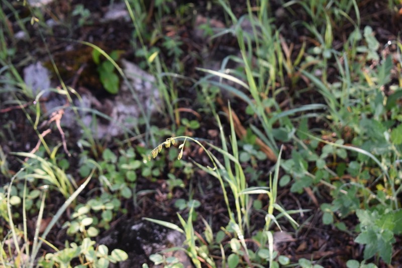Twoflower Melicgrass photo 4