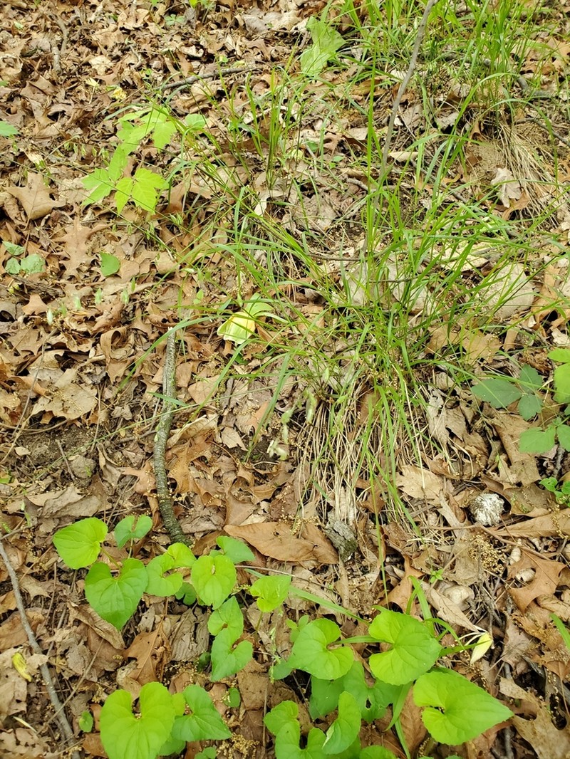 Twoflower Melicgrass photo 6