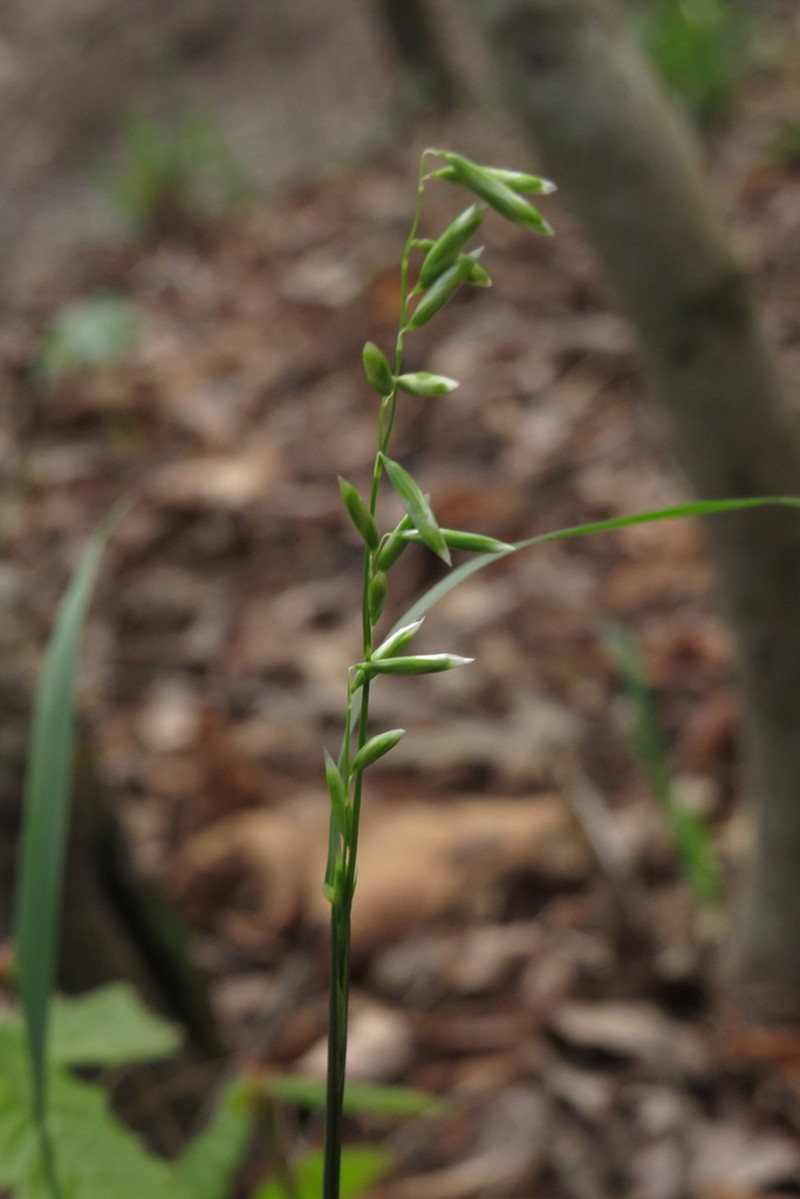 Twoflower Melicgrass photo 7