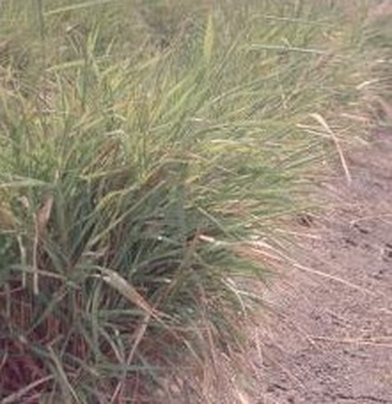 Threeflower Melicgrass
