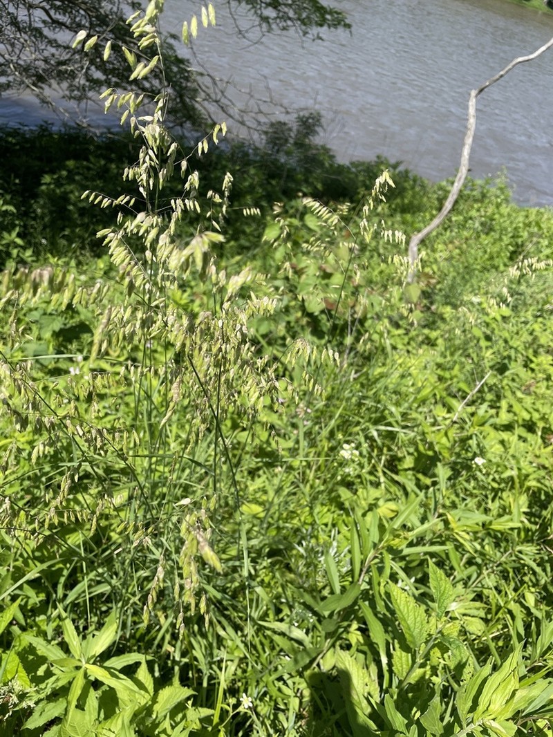 Threeflower Melicgrass photo 2