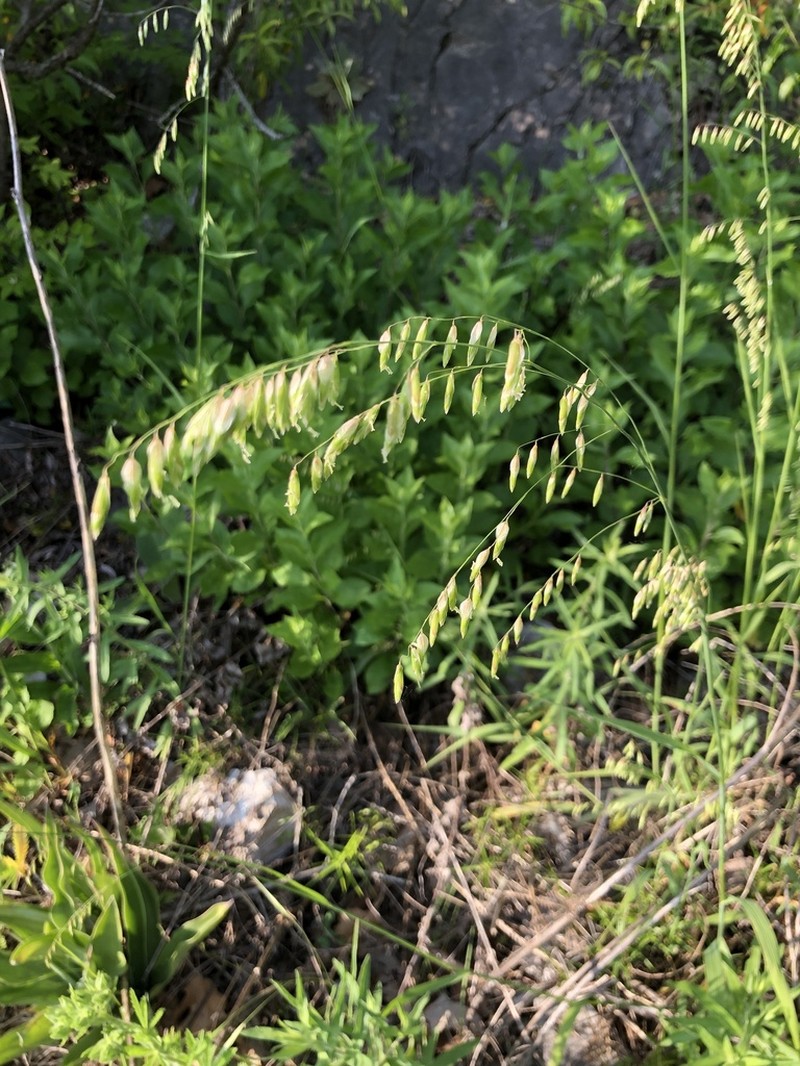 Threeflower Melicgrass photo 3