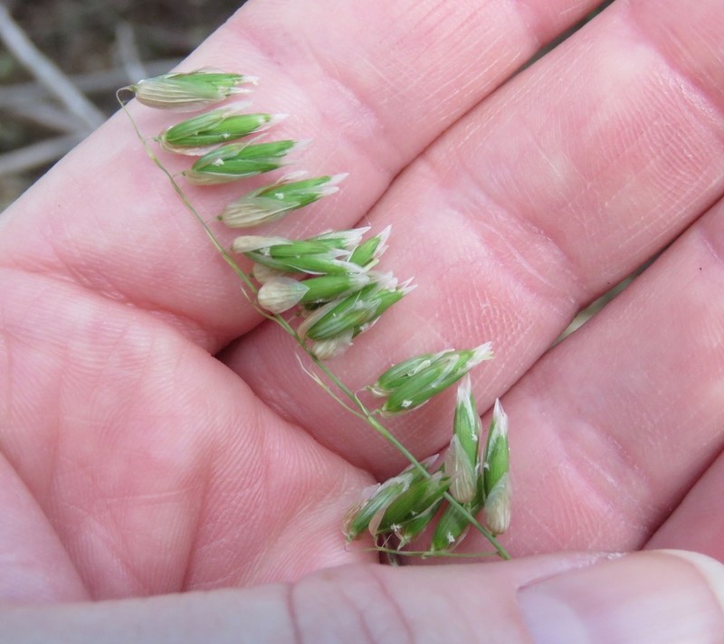 Threeflower Melicgrass photo 4
