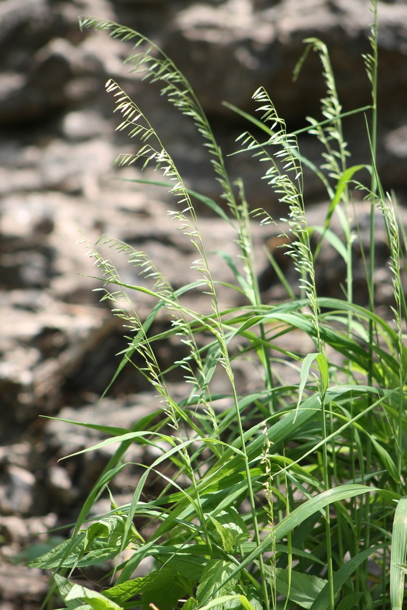 Threeflower Melicgrass photo 5