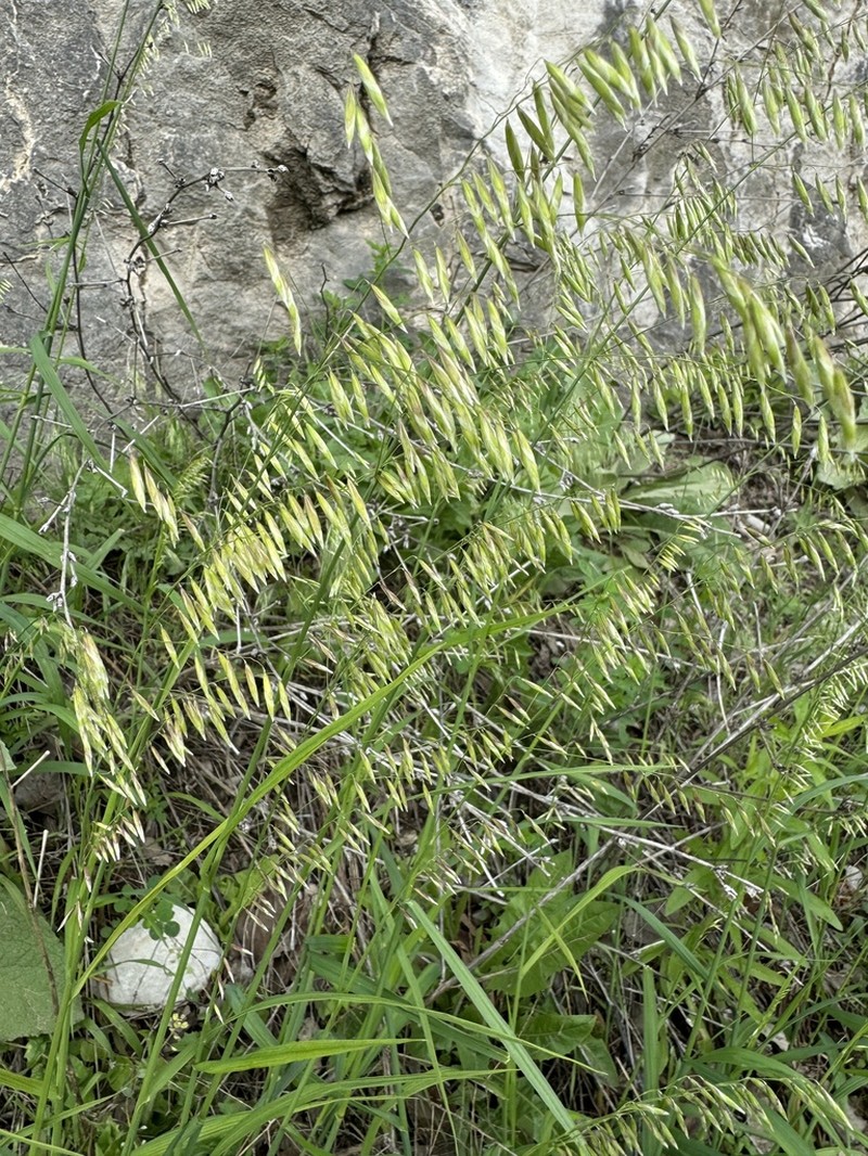 Threeflower Melicgrass photo 6