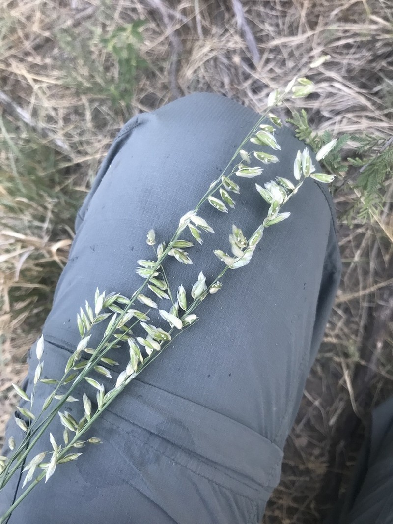 Threeflower Melicgrass photo 7