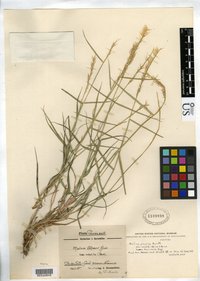 Melica persica
