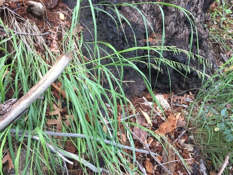 Porter's Melicgrass