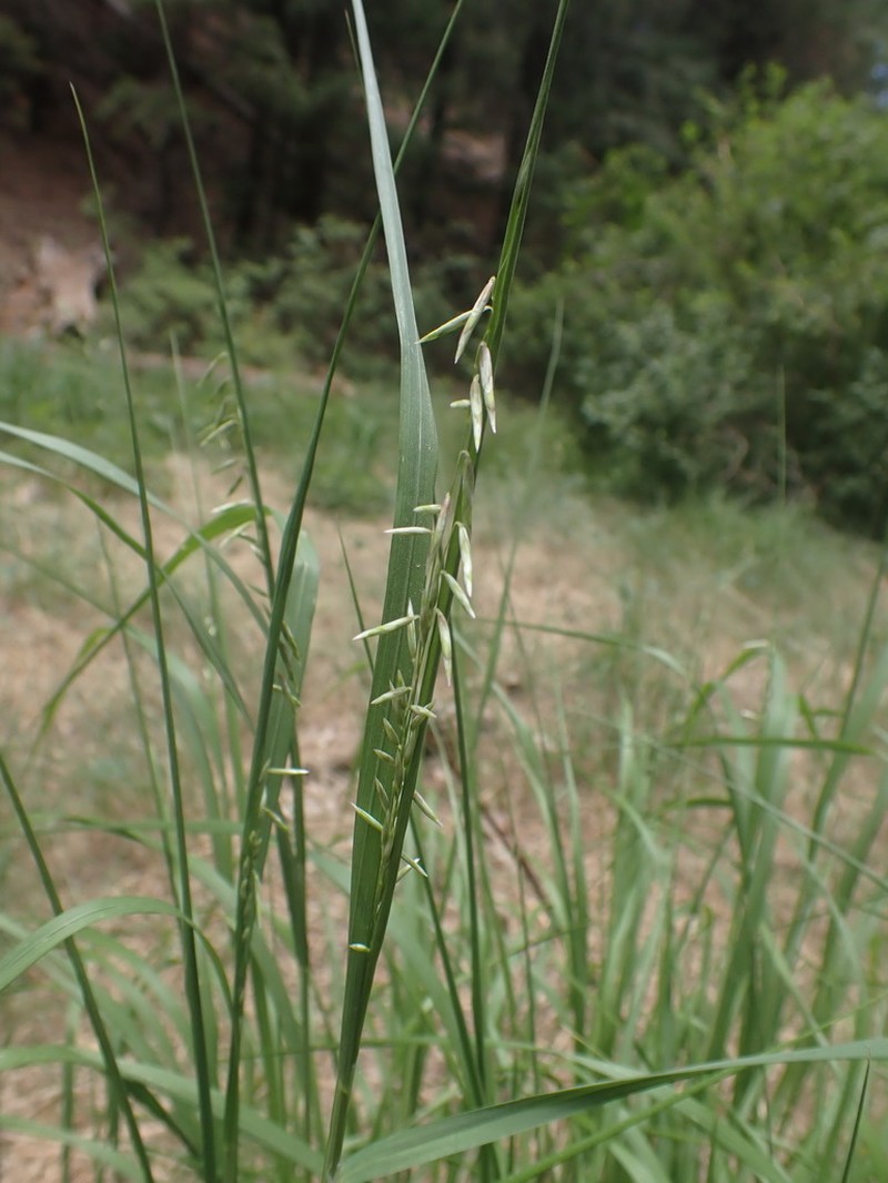 Porter's Melicgrass photo 2