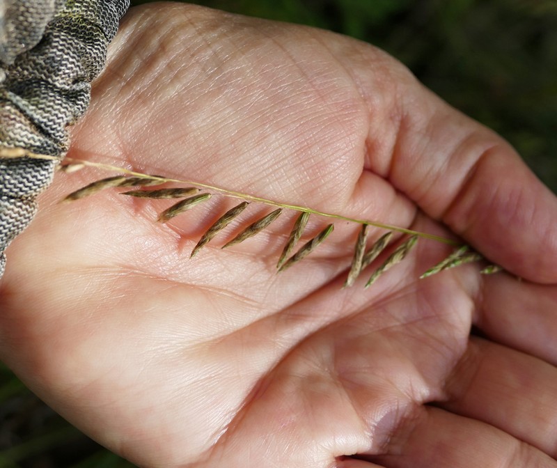 Porter's Melicgrass photo 3