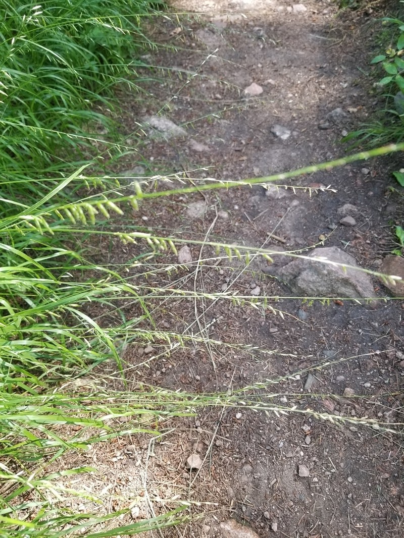 Porter's Melicgrass photo 4