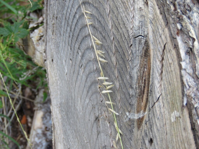 Porter's Melicgrass photo 5