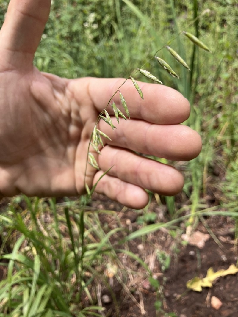 Porter's Melicgrass photo 6