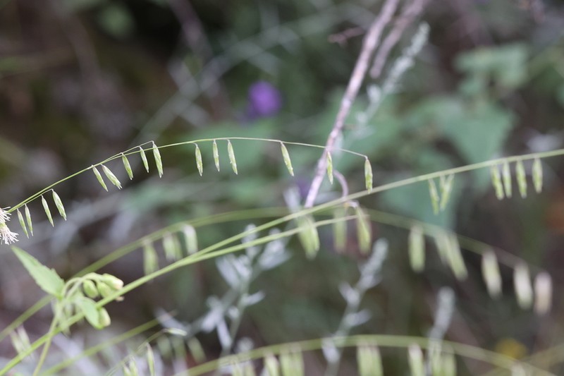 Porter's Melicgrass photo 7