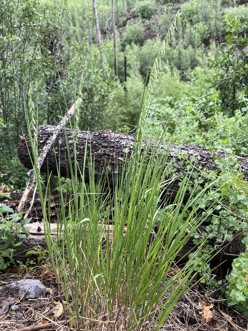 Porter's Melicgrass photo 8