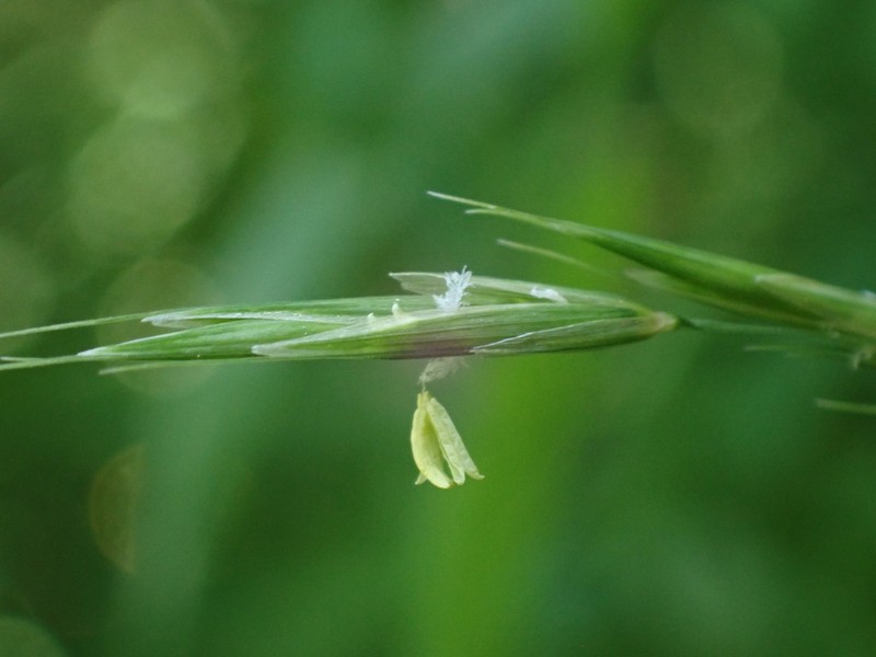 Smith's Melicgrass